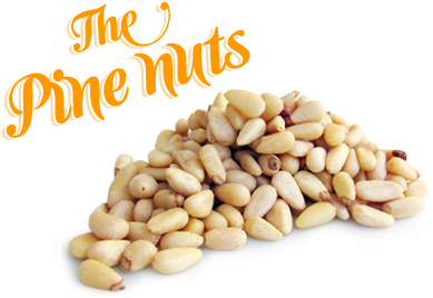 pine-nuts.png